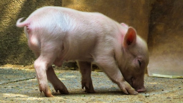 中國科學家培育「豬猴混合體」，引發道德爭議。小豬示意圖