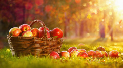 苹果在古代叫什么某地方依旧保留这种古称(组图)