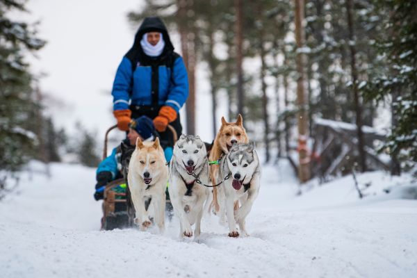 2019年12月3日，游客们在芬兰耶诞老人村附近骑着狗拉雪橇。