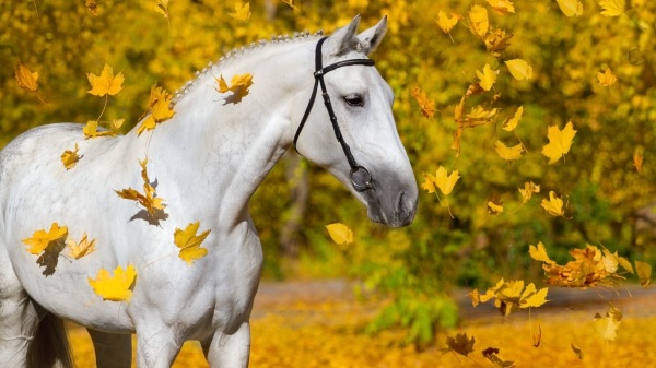 马是一种非常敏感的动物，能感知主人的心情，甚至是健康状况。（示意图/图片来源：图片来源：Adobe Stock）