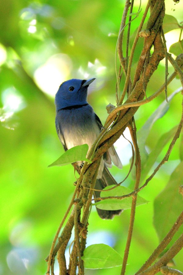 黑枕蓝鹟是爱凑热闹的鸟儿。
