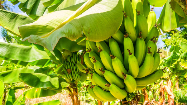 採摘未成熟香蕉（青色香蕉）＋冷藏方式運輸＋乙烯催熟是正常的過程