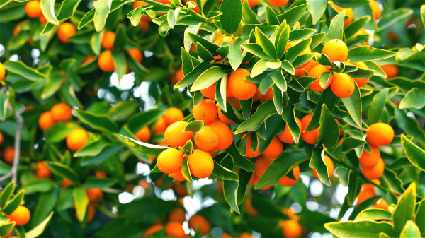 用金橘煮一鍋水喝，既能夠滋潤喉嚨，還可以預防季節性咳嗽。