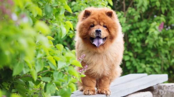 外表如“萌球”一般的松狮犬，模样相当可爱。