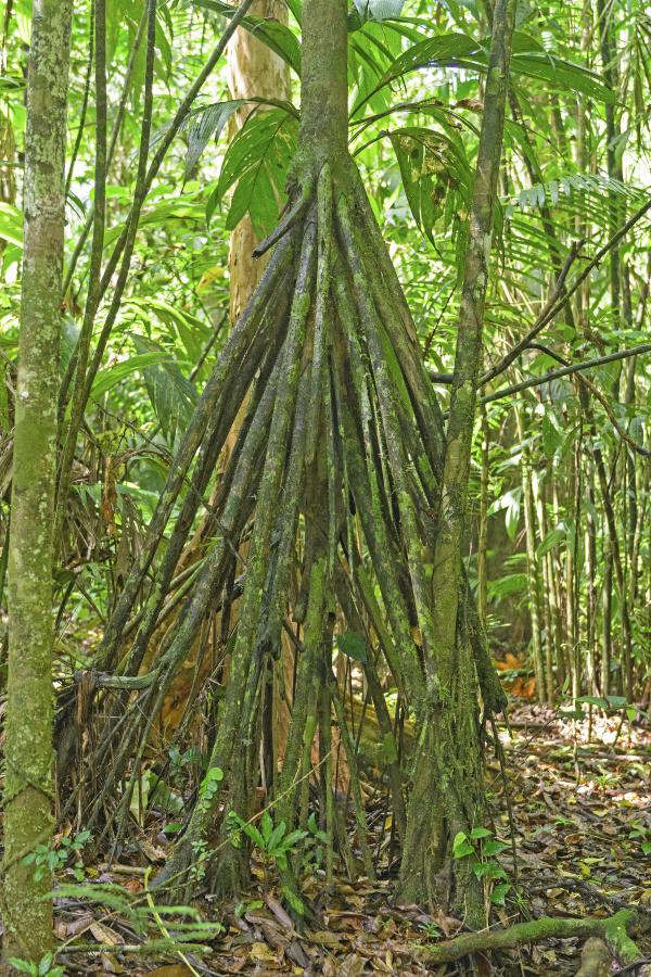 「行走樹」（Socratea exorrhiza）。