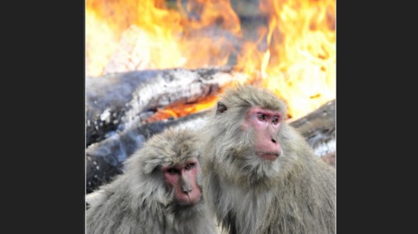 德国动物园大量濒危动物被烧死！中国大妈自首