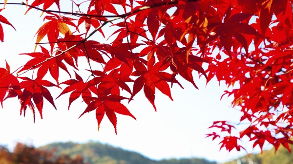 每年前兩波寒流來襲後的3、4天就是楓葉轉紅的好時機。