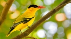 歌聲悅耳又搶眼反遭濫捕的黃鸝(圖)