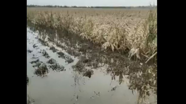 黑龙江甘南县倒伏的玉米大面积浸泡在水中（视频截图）