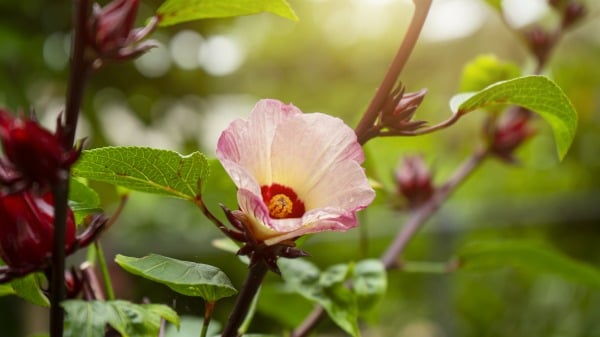 洛神可盆栽观赏，也可于庭院、公园等地栽植，是良好的美化绿化环境植物。