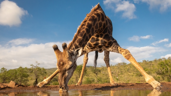 也有网友留言表示：“不意外，这是常识问题，长颈鹿喝水也是这模样的。”