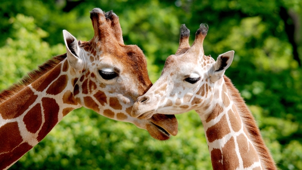 你知道长颈鹿是怎么样吃草的吗？7秒影片撼动千万人