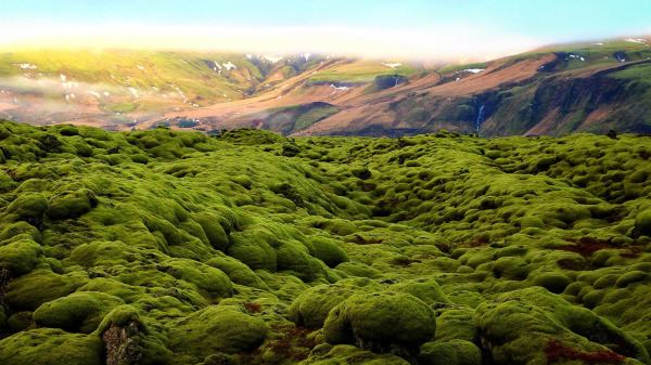 生满翠绿苔藓的­Lava field。（图片来源：Pixabay）