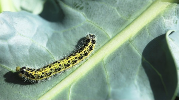 毛毛虫靠近植物时，啃食时引起植物叶上分泌大量的化学防御剂。（示意图／图片来源：Adobe Stock）
