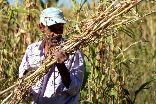 2020年11月2日，一個葉門農民在Taez郊區村莊附近的田地裡收割小麥。