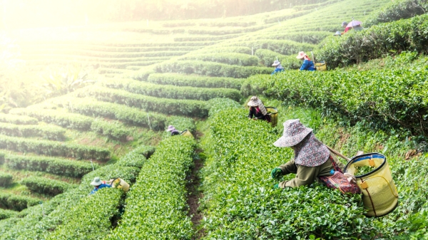 臺灣峨眉鄉特別以「東方美人茶」最為有名，成為代表特產。