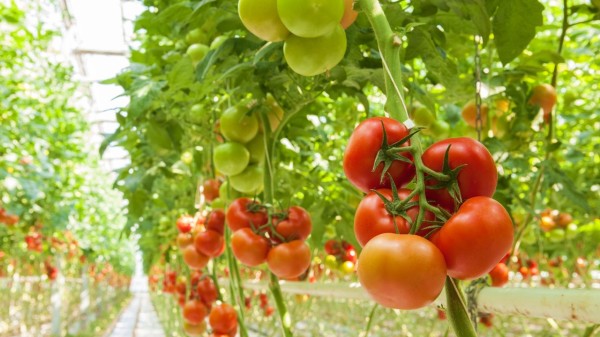 西红柿具有凉血平肝和清热解毒之功效。