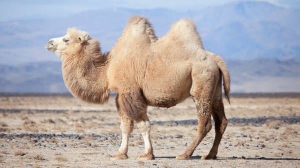 骆驼的驼峰是用来储存脂肪的。