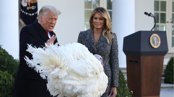 2020年11月24日感恩節前夕，美國總統川普和第一夫人在白宮玫瑰園赦免火雞。（圖片來源：Chip Somodevilla/Getty Images) 