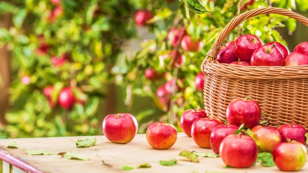 秋天可適量吃蘋果、葡萄、柑橘等。