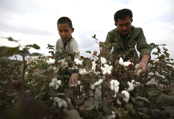 图为 2007年9月22日，一对来自中国内地的父子在新疆石河子摘棉花。 