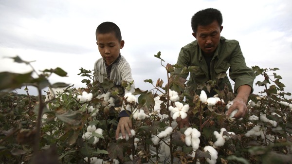 中国新疆石河子产棉区的农民们在采摘棉花