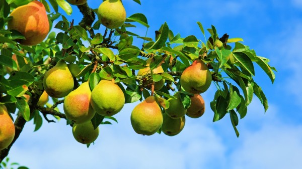 梨树的寿命较长，果园中的梨树寿命一般在20-30年