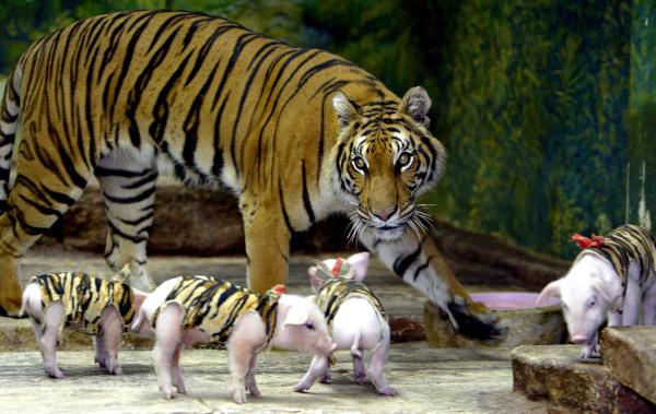 泰国 动物园 老虎 猪