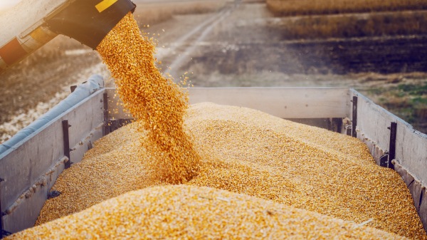 如果全球其他国家缺少化肥原料，则难以增产和填补俄罗斯与乌克兰粮食的缺口。