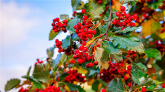暴飲暴食腹痛有解5大助消化食療妙方(組圖)
