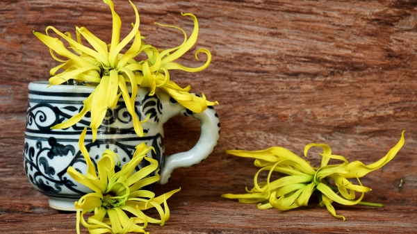 依蘭依蘭原產於太平洋上的熱帶海島，有花中之花的稱號，另一個名字是「香水樹」。