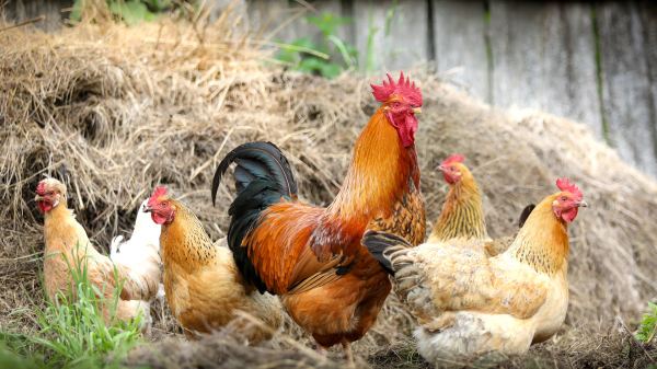 公鸡一般在其出生后四个月内开始打鸣。虽然母鸡也可能会打鸣，但打鸣（和鸡冠发育）是公鸡的最明显特征。
