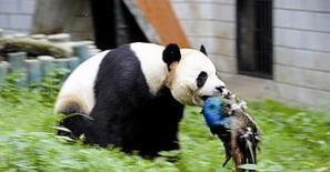 老虎为何不吃大熊猫？熊猫:你去查查我以前叫啥
