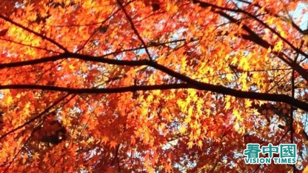 东京六义园中的秋日红叶。