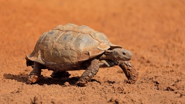 印度農夫發現「黃金烏龜」你見過嗎？