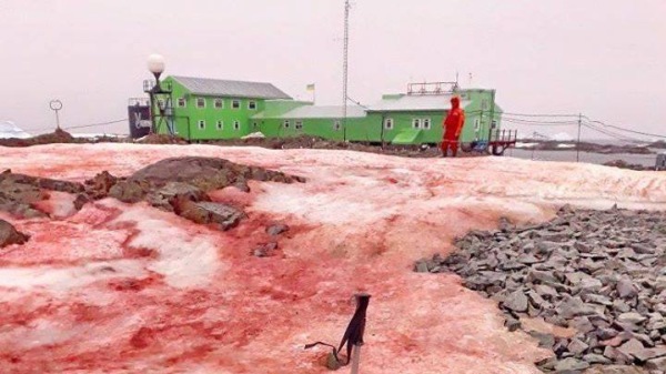 2020年2月，乌克兰科学家在南极发现大片血红色的雪。