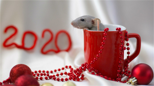 2020鼠年到，民眾不可不知與鼠類相關的疾病知識。