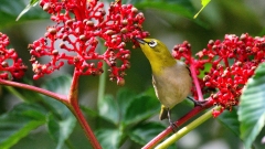 为食而忙的鸟儿(组图)
