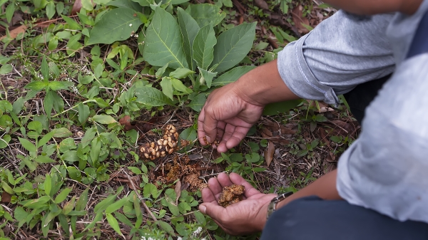 野生麝香貓，在野生咖啡林採食，排出的糞便又被發現、檢拾回去清洗，做成咖啡，其量顯然少之又少，價錢當然昂貴。