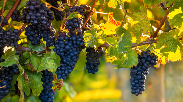 紫色葡萄中所含的花青素能帮助控制尿酸，防止尿酸过高而引发痛风。