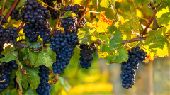 痛风有哪3处明显表现如何预防(组图)