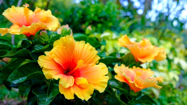 生肖虎代表的花：木槿花。