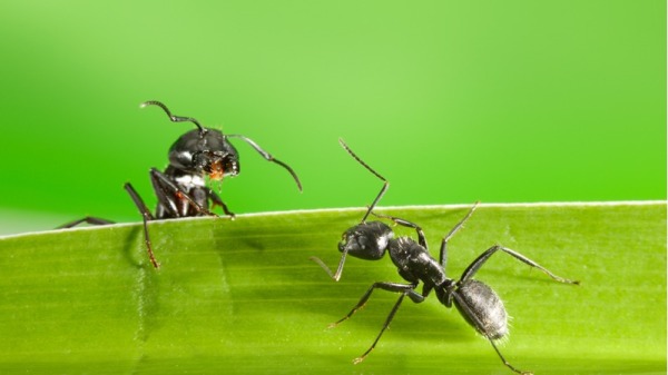 兩隻螞蟻。
