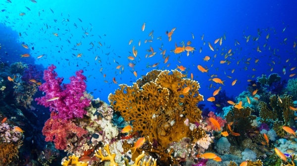 这里的某些珊瑚已有超过5000年的历史。