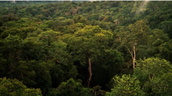 鄰近巴西馬瑙斯的亞馬遜雨林