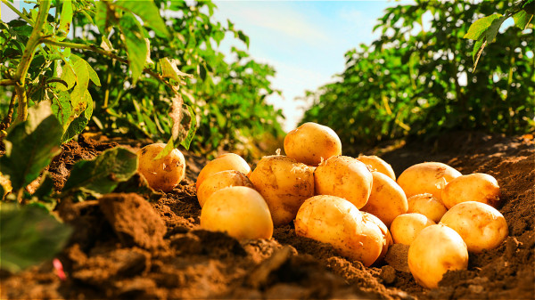 土豆汁能预防脾胃虚弱、消化不良、肠胃不和、便秘等。