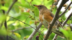 中奖的喜悦-赤腹鸫(组图)