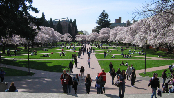 华盛顿大学里的樱花园。