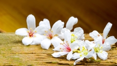 油桐花的記憶(組圖)