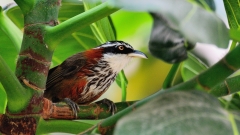 不小心发出却食言而肥的豪语(组图)